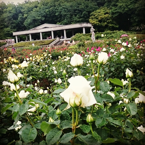 神代植物公園 　調布　バラ　