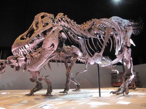 5.ティラノサウルス（ワイレックス）全身骨格1