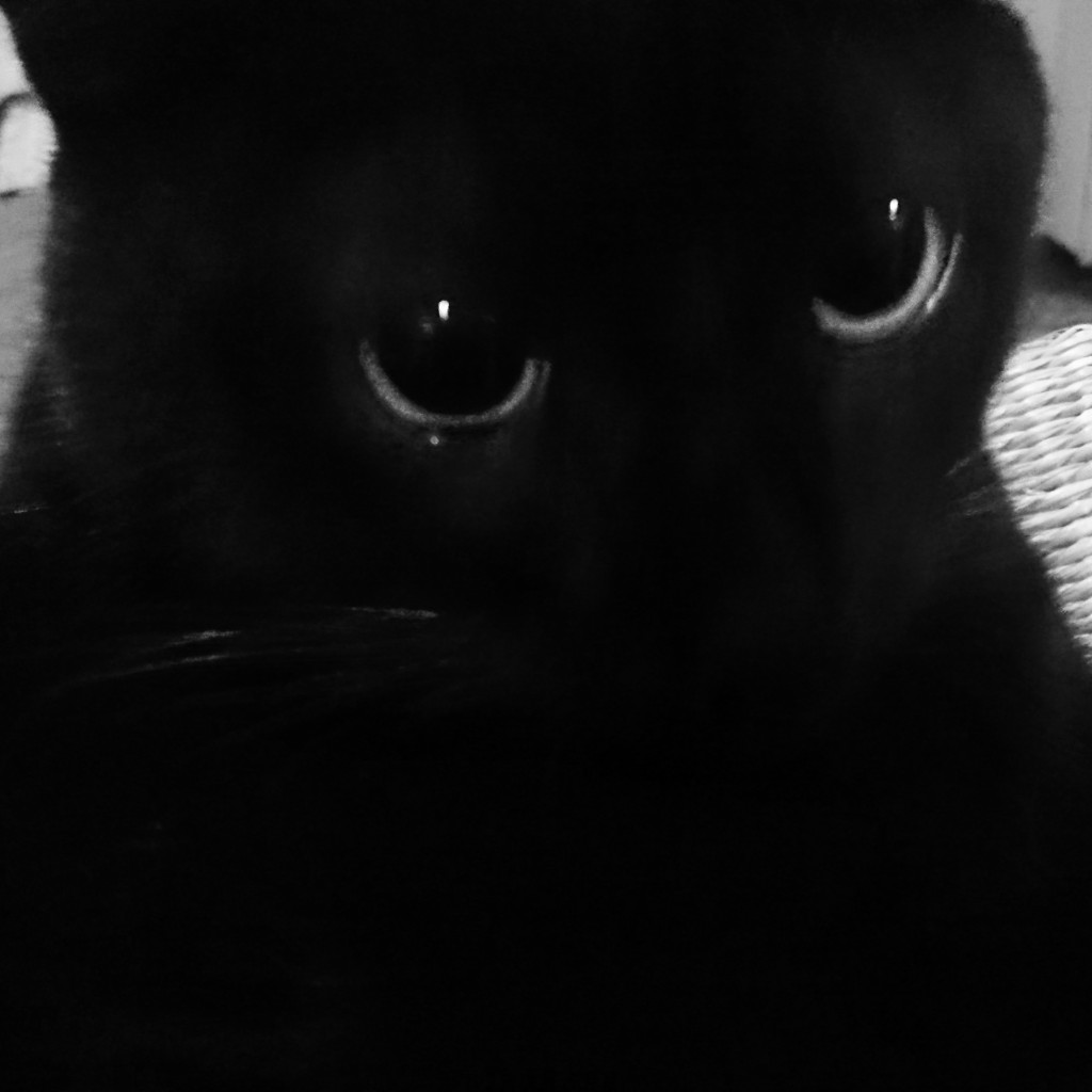 8月8日　世界ネコの日　黒猫