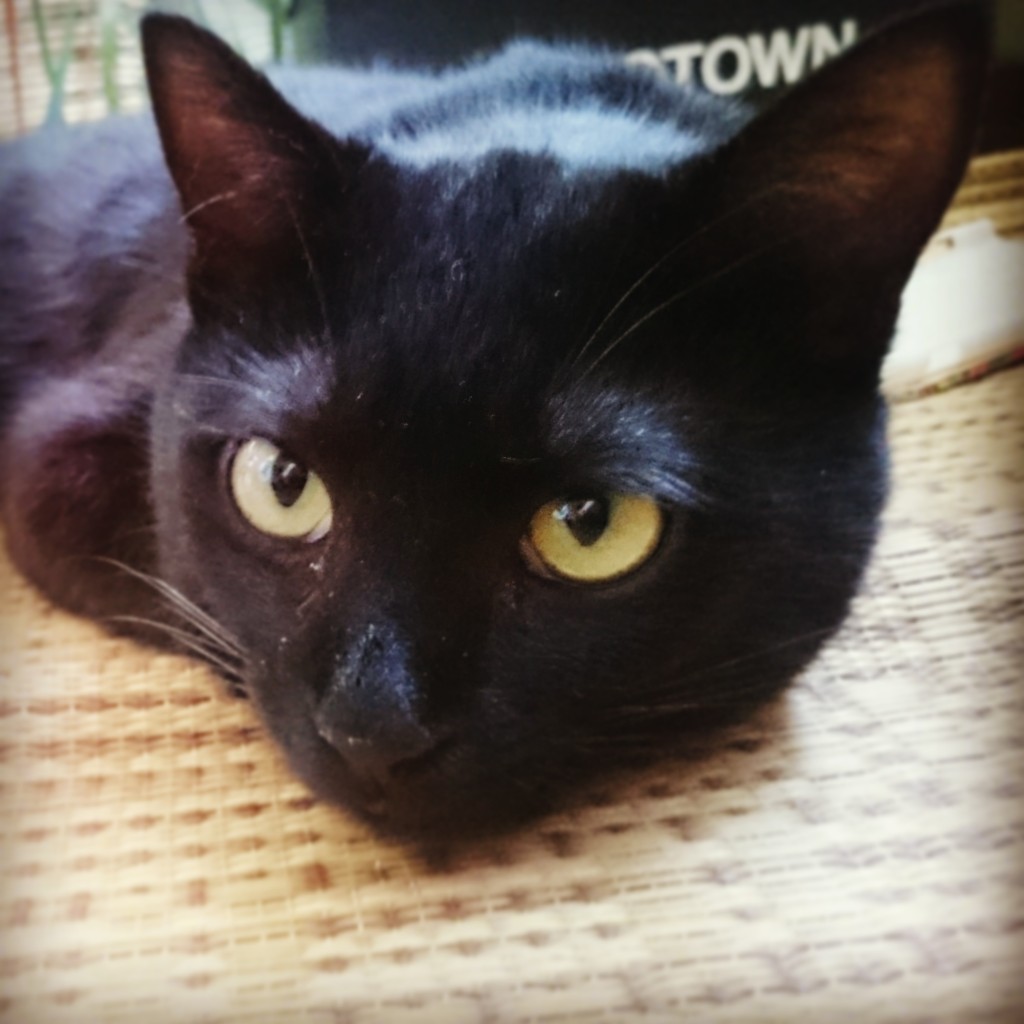 8月8日　世界ネコの日　黒猫