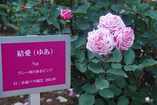 ばらまつり　2018　与野　与野公園　バラ祭り　