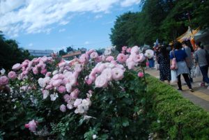 ばらまつり　2018　与野　与野公園　バラ祭り　