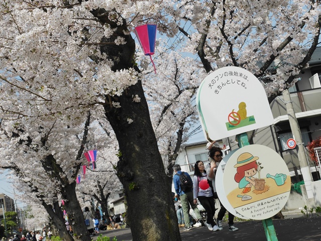 西南さくら祭り　花と緑の散歩道　武蔵浦和 　さいたま