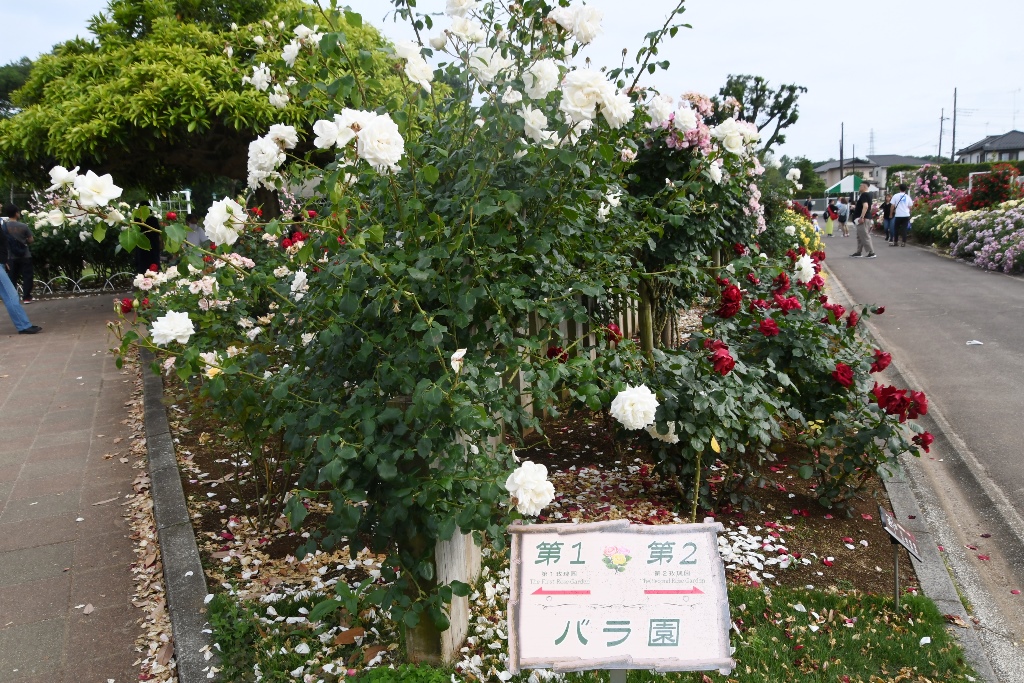2023　バラまつり　伊奈町制施行記念公園　伊奈町　公園　バラ園　薔薇