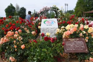 2023　バラまつり　伊奈町制施行記念公園　伊奈町　公園　バラ園　薔薇